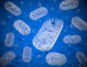 Mitochondria komórek mózgu dobrym kierunkiem...