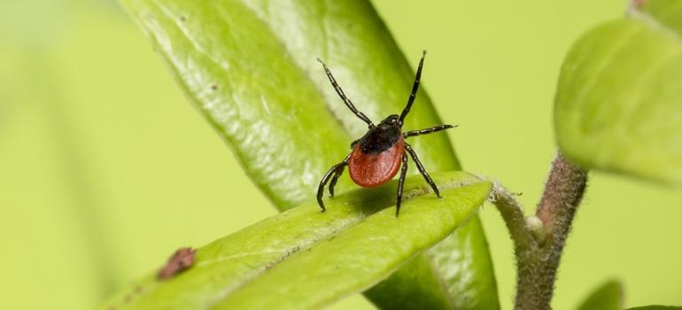 Wyniki trzeciej fazy badań nad szczepionką przeciwko boreliozie pod koniec 2025 r.