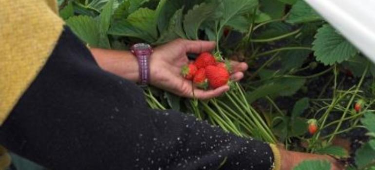 Leptospiroza - śmiertelna truskawkowa choroba z plantacji w Niemczech już w Polsce